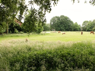 Blick auf die Weide