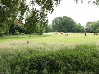 Weide hinter dem Haus