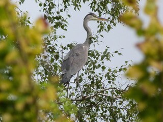 Appartamento per vacanze Schönlage Ambiente 37