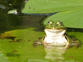 Appartamento per vacanze Schönlage Ambiente 39