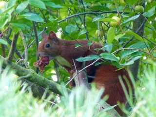 Appartamento per vacanze Schönlage Ambiente 36