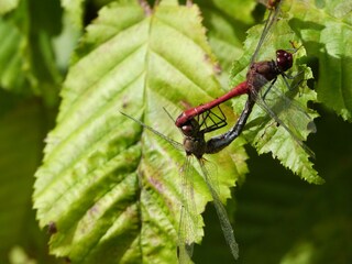 Appartamento per vacanze Schönlage Ambiente 40