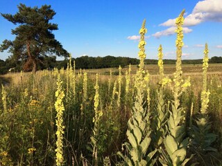 Appartamento per vacanze Schönlage Ambiente 35