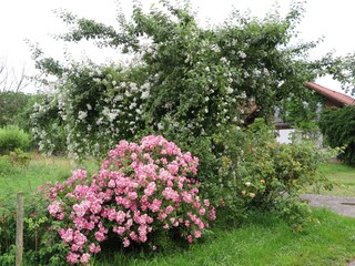 Unsere Obstwiese mit Rosen