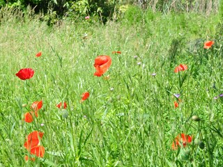 Sommermohn und stille Luft (Blick vom Balkon)
