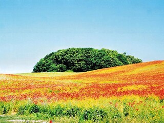 wunderschöne Rügenlandschaft