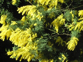 Casa per le vacanze Cinquale Registrazione all'aperto 7