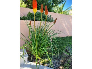 Villa Kastelir Registrazione all'aperto 14