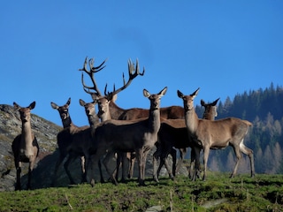 Casa per le vacanze Rauris Ambiente 27