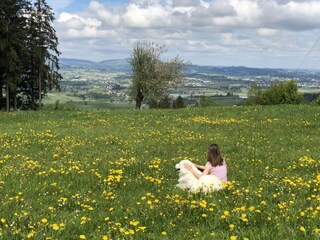 Löwenzahnblüte mit Weitsicht