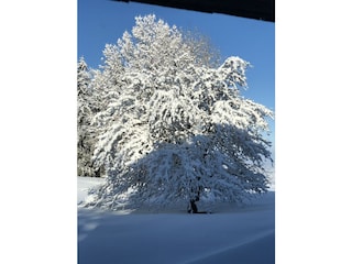 Apfelbaum unter dem Wintermantel