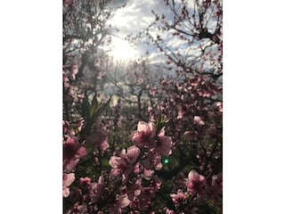 unsere Pfirsichblüte