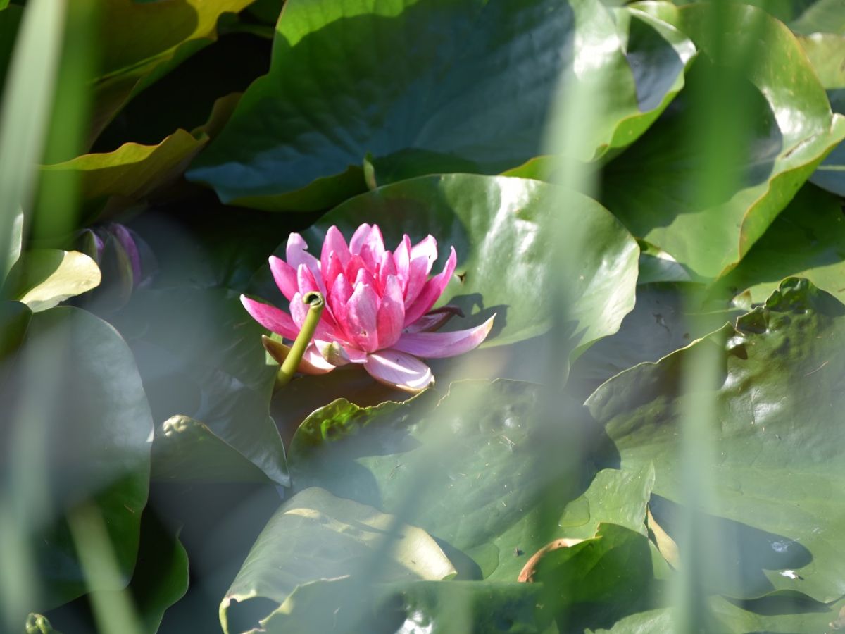 Blick vom Garten auf den Seerosenteich