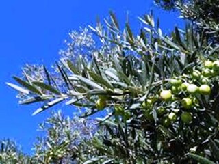 Villa Dobrinj Ambiente 33