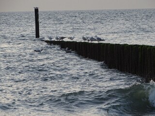 Vakantiehuis Nieuwvliet Omgeving 28