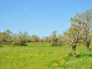 Finca Campos Omgeving 38