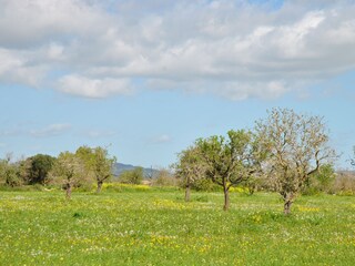 Finca Campos Omgeving 39