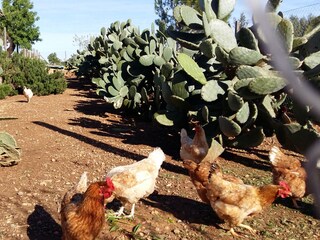 Finca Campos Buitenaudio-opname 23