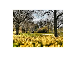 Ostsee Rapsblüte