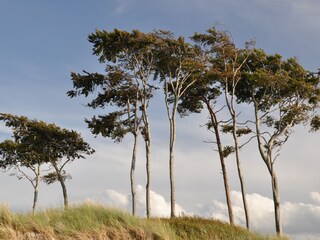 Bungalow Wieck Omgeving 27