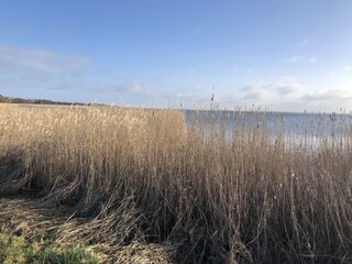 Bungaló Wieck Entorno 38