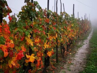 Vakantiehuisje Ciglie Omgeving 20