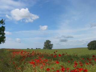 Appartamento per vacanze Lancken-Granitz Documento 31