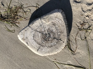 Buhnen am Strand