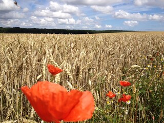 Kornfeld auf Rügen