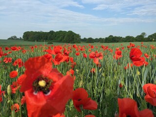 Appartamento per vacanze Lancken-Granitz Ambiente 23