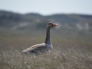 Bungalow De Cocksdorp Ambiente 14