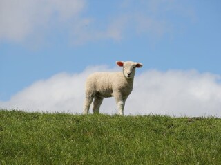 Apartment St. Peter-Ording Umgebung 30
