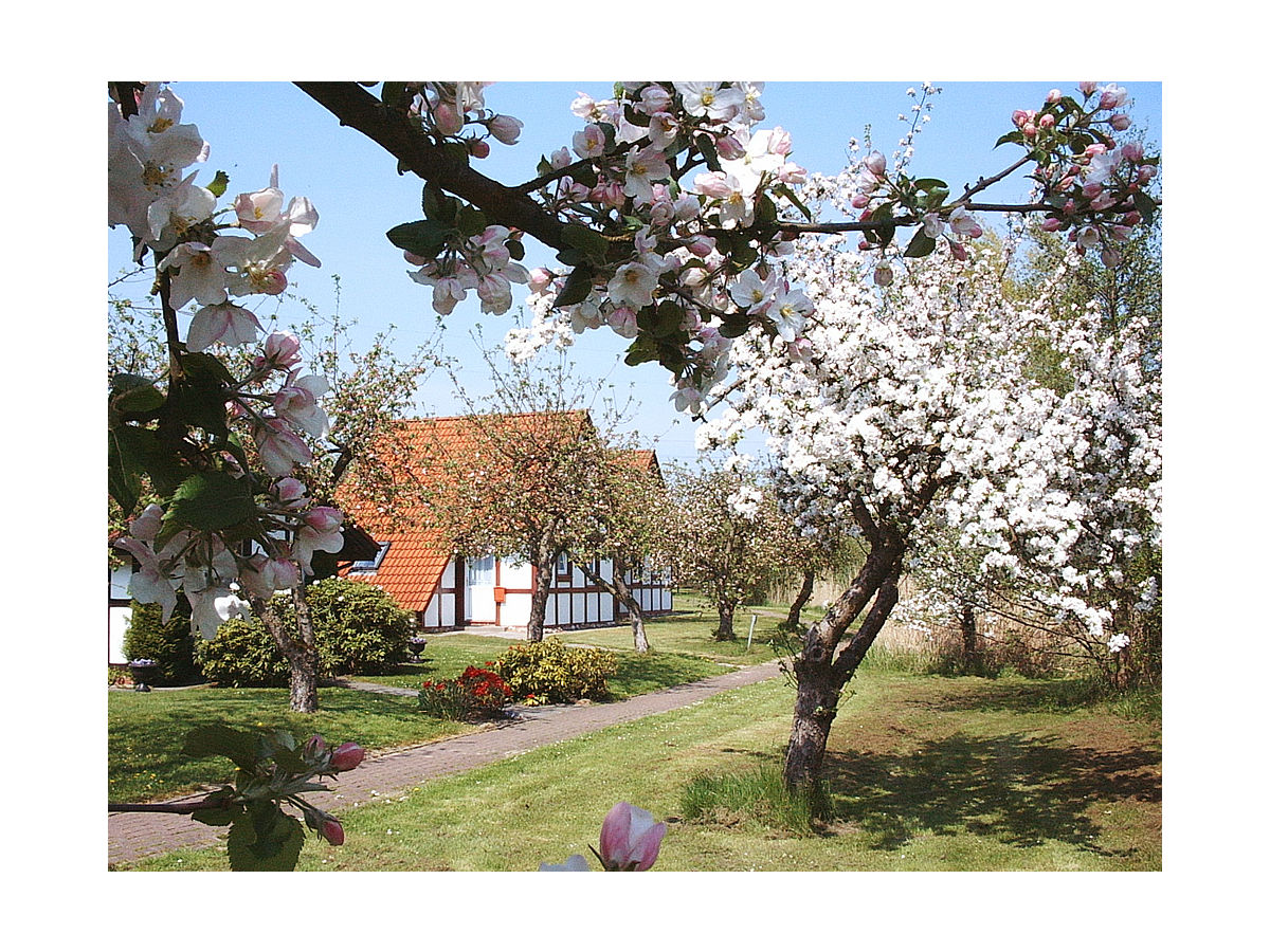 Spring blossom and winter in the holiday village