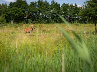 Nachbarn auf der Pferdewiese hinter unserem Garten