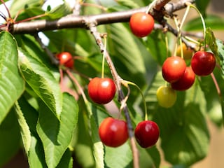 Gehölze im Garten