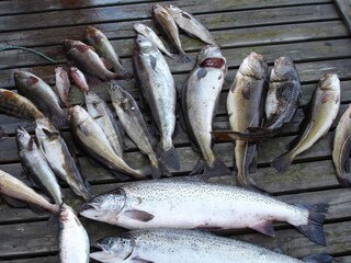 Maison de vacances Hjelmeland  11