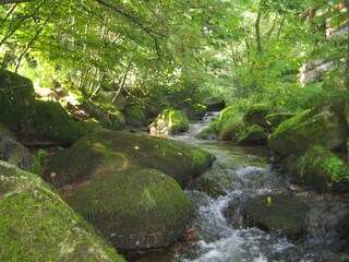 Vakantiehuis St. Georgen im Schwarzwald Omgeving 23