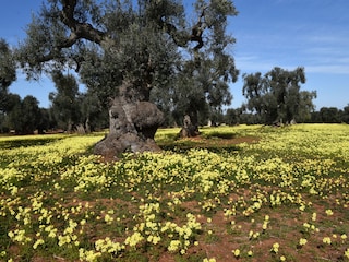 Casa de vacaciones Martina Franca Entorno 26