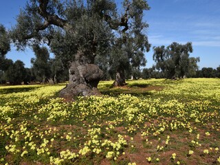 Vakantiehuis Martina Franca Omgeving 26