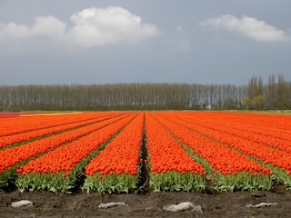 Tulpen