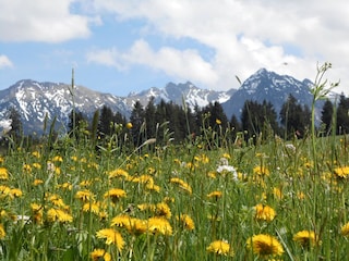 Frühlingswiese