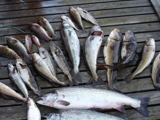 Maison de vacances Hjelmeland  7