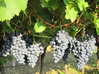 Appartamento per vacanze Bozen Ambiente 13