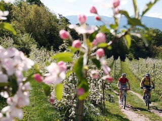 durch die Apfelblüte radln