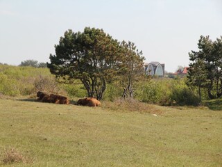 Appartamento Bergen aan Zee Ambiente 16