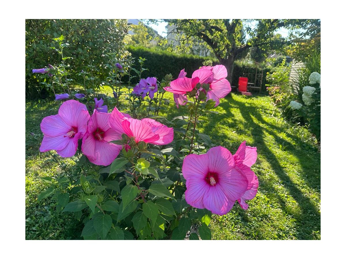 Hibiskus im Garten