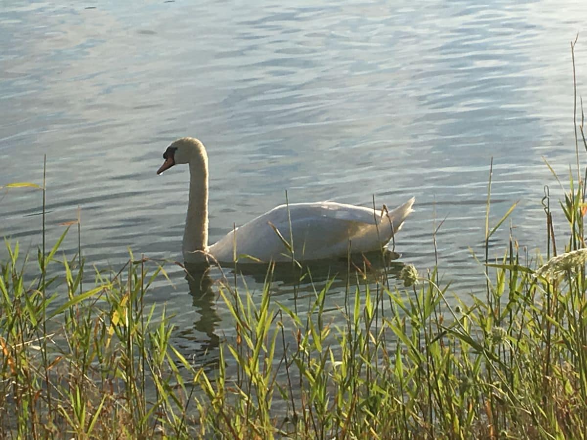 Idylle am Seeufer