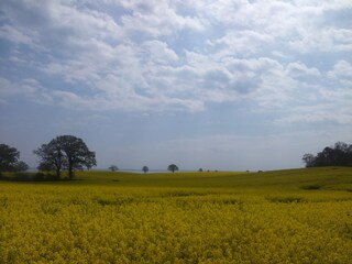 Rapsblüte in Schleswig Holstein