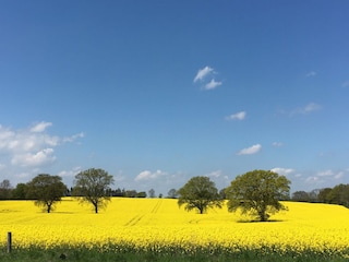 Rapsblüte in der Lübecker Bucht
