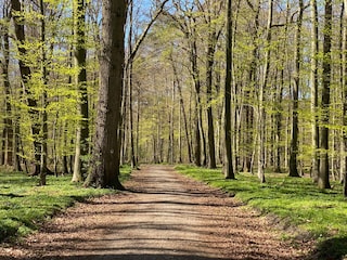 Wald in Scharbeutz